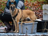 Parlons canin