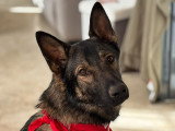 School Dog 60