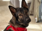 School Dog 60
