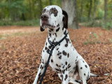 Good Dog