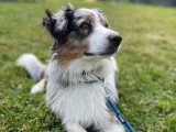 Good Dog