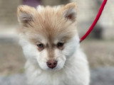Good Dog