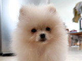 Des Cuttee Little Spitz
