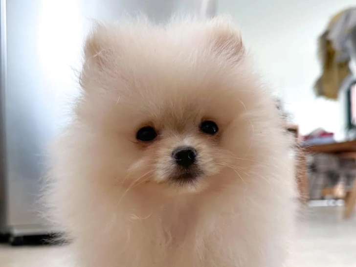 Des Cuttee Little Spitz