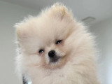 Des Cuttee Little Spitz