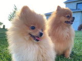 Des Cuttee Little Spitz