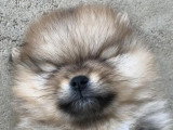 Des Cuttee Little Spitz