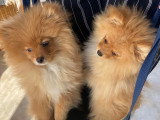 Des Cuttee Little Spitz