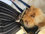 Des Cuttee Little Spitz