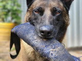 Humeurs de chien
