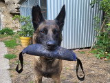 Humeurs de chien