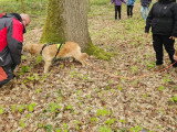 Humeurs de chien