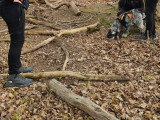 Humeurs de chien