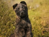 Des Gnomes Normands