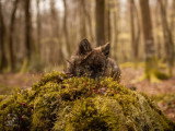 Gnomes Normands Photographie