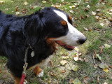 Canis Lingua 23