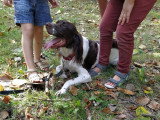 Canis Lingua 23