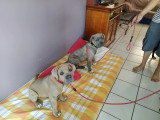 Canis Lingua 23