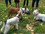 Canis Lingua 23
