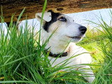 Canis Lingua 23