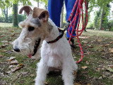 Canis Lingua 23