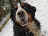Canis Lingua 23