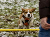 Aventure canine
