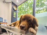 ClinicVet Armand Carrel