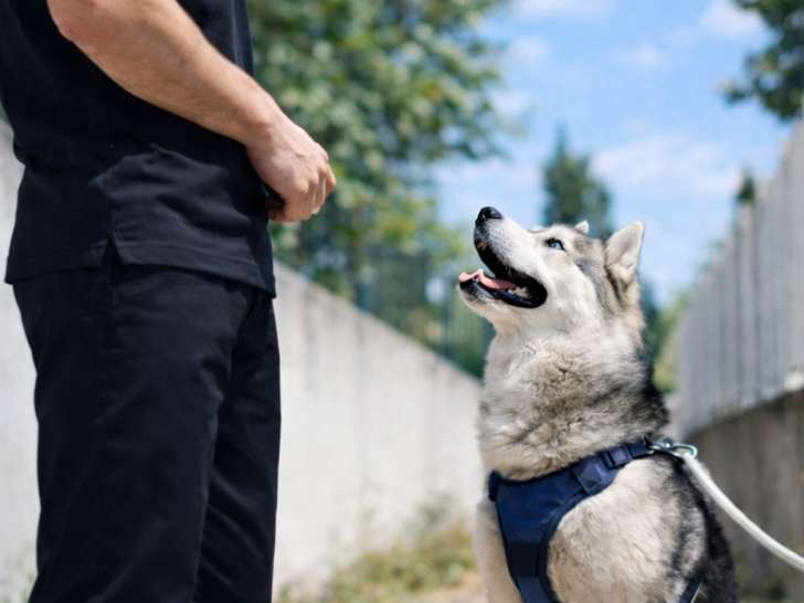 Motiv' Dog