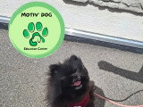 Motiv' Dog