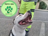 Motiv' Dog