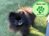 Motiv' Dog