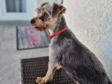 Motiv' Dog