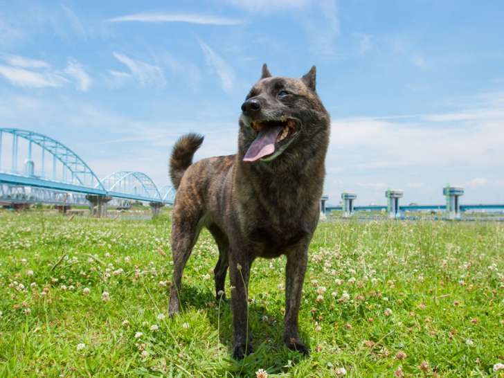 Des Fidèles Akita Ken