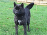 Des Fidèles Akita Ken