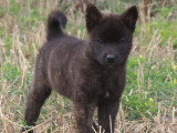 Des Fidèles Akita Ken