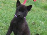 Des Fidèles Akita Ken