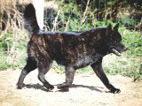 Des Fidèles Akita Ken
