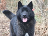 Des Fidèles Akita Ken