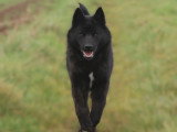 Des Fidèles Akita Ken