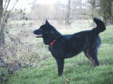 Des Fidèles Akita Ken