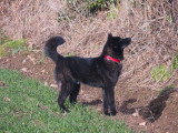 Des Fidèles Akita Ken
