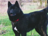 Des Fidèles Akita Ken
