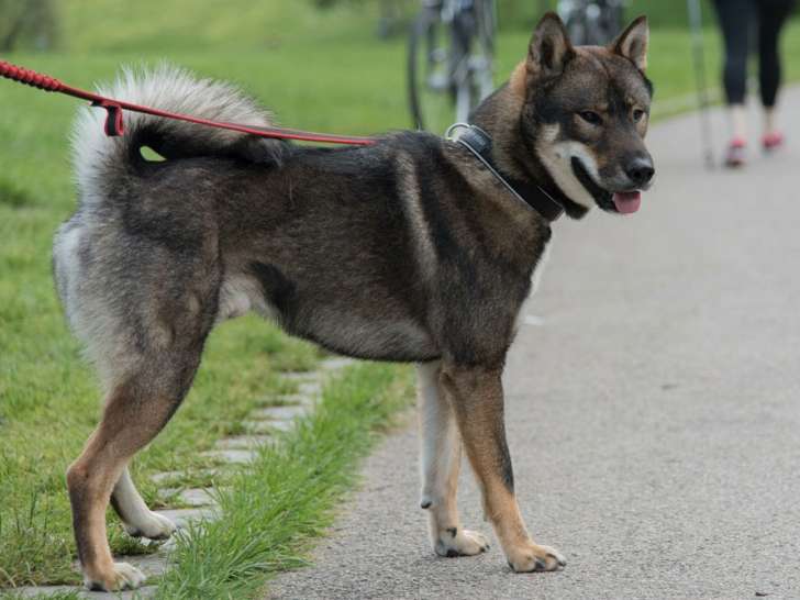 Des Fidèles Akita Ken