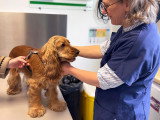 ClinicVet Auffay