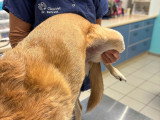 ClinicVet Auffay