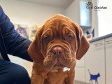ClinicVet Auffay