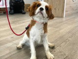 ClinicVet Beaumont-le-Roger