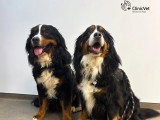 ClinicVet Beaumont-le-Roger