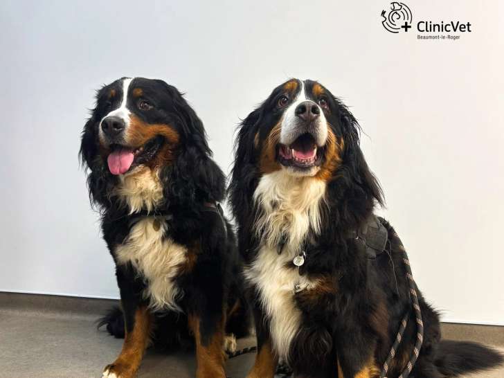 ClinicVet Beaumont-le-Roger